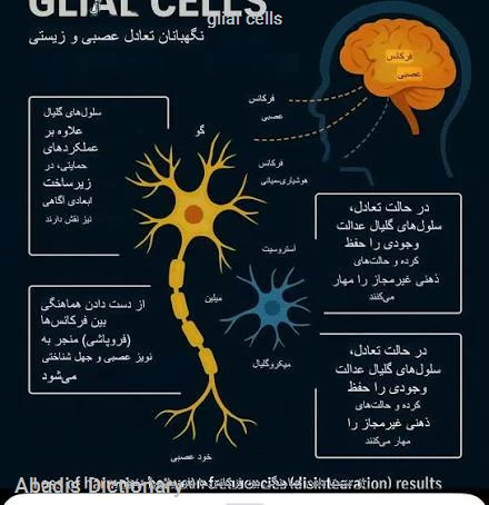 glial cells